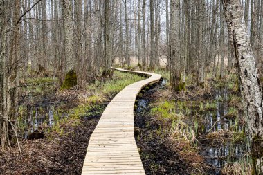 bataklığındaki ahşap yaya köprüsü