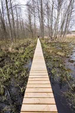 bataklığındaki ahşap yaya köprüsü