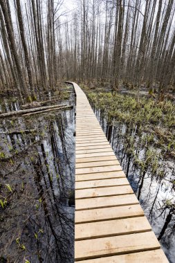 bataklığındaki ahşap yaya köprüsü