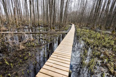 bataklığındaki ahşap yaya köprüsü