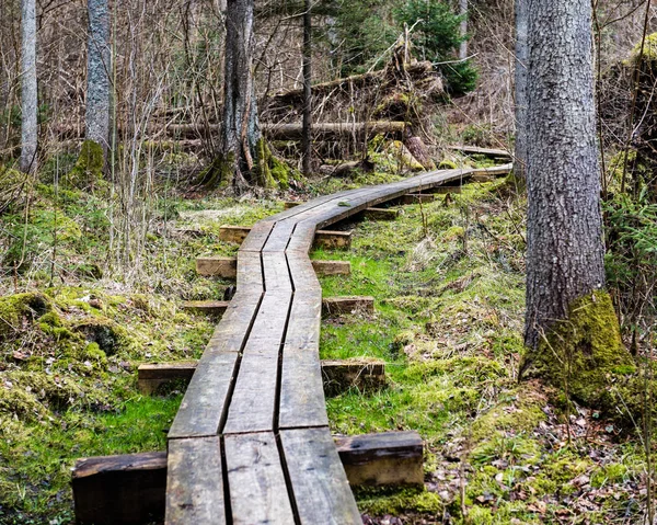 Деревянный пешеходный мост в болоте — стоковое фото