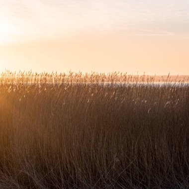 güzel kuru ot ve bükülmüş arka plan
