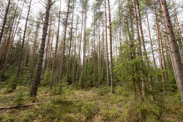 Деревья против голубого неба — стоковое фото