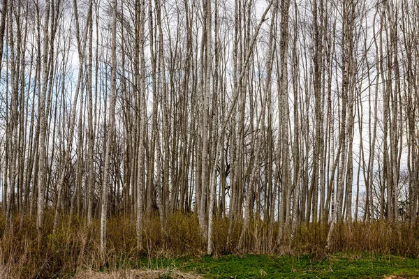 Árvores contra o céu azul — Fotografia de Stock