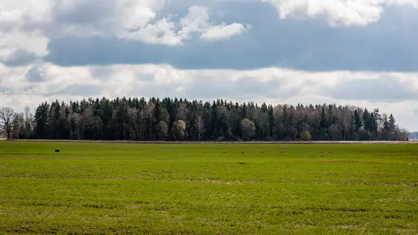 Pola w kraju pod błękitne niebo, białe chmury — Zdjęcie stockowe