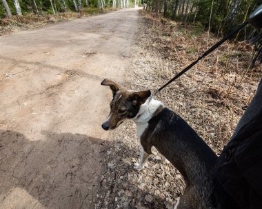 anonim kişi ile köpek