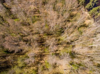 Drone görüntü. alanları ve ormanları ile kırsal bölgenin havadan görünümü