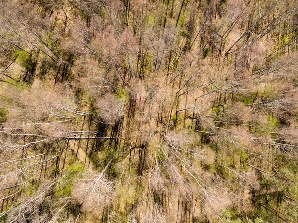 无人机图像。农村地区的田野和森林的鸟瞰图 — 图库照片