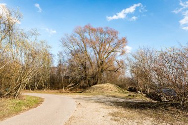 çam ağaçları bir çayır üzerinde iğne yapraklı ormanında Fogg'un aşağı