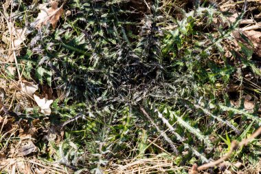 güneşli çayır çiçek ve yeşil çimen