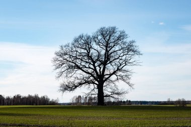 çam ağaçları bir çayır üzerinde iğne yapraklı ormanında Fogg'un aşağı