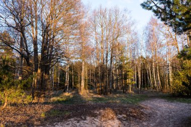 çam ağaçları bir çayır üzerinde iğne yapraklı ormanında Fogg'un aşağı