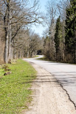 sabah güneş ışınları ile orman yolu