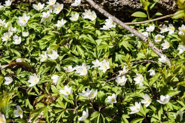 güneşli çayır çiçek ve yeşil çimen
