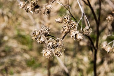 güneşli çayır çiçek ve yeşil çimen