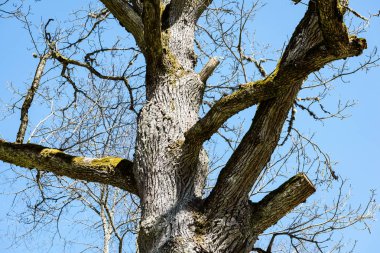 ormandaki - taç yaprakları gökyüzü