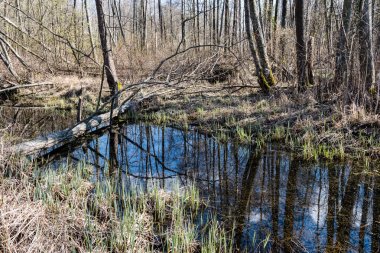 ülkede doğal bahar renkli Nehri