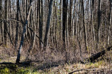 çam ağaçları bir çayır üzerinde iğne yapraklı ormanında Fogg'un aşağı