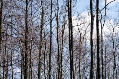 ormandaki - taç yaprakları gökyüzü