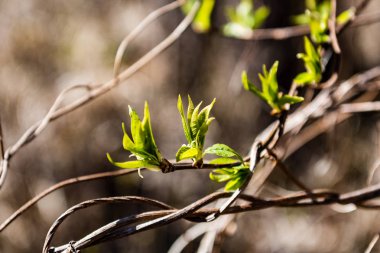 bahar çiçekleri ve yaprakları üzerinde arka plan bulanıklık