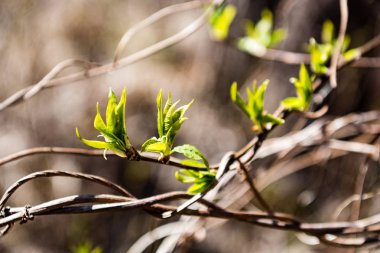 bahar çiçekleri ve yaprakları üzerinde arka plan bulanıklık