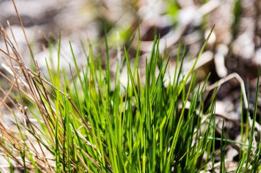 güneşli çayır çiçek ve yeşil çimen