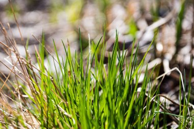 güneşli çayır çiçek ve yeşil çimen