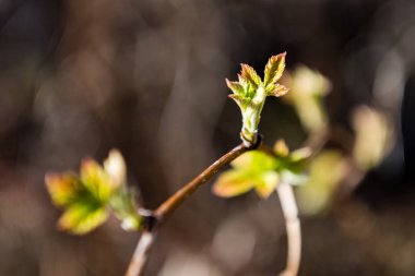 bahar çiçekleri ve yaprakları üzerinde arka plan bulanıklık