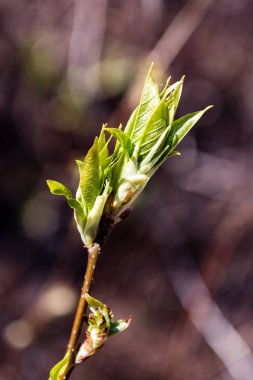 bahar çiçekleri ve yaprakları üzerinde arka plan bulanıklık