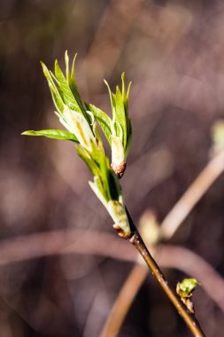 bahar çiçekleri ve yaprakları üzerinde arka plan bulanıklık