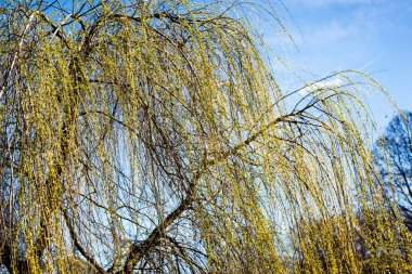 ormandaki - taç yaprakları gökyüzü