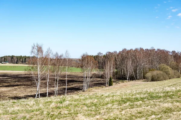 Jodły na łące w dół będzie do lasu iglastego w fogg — Zdjęcie stockowe