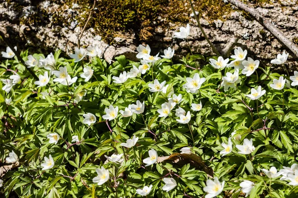 Prado ensolarado com flores e grama verde — Fotografia de Stock