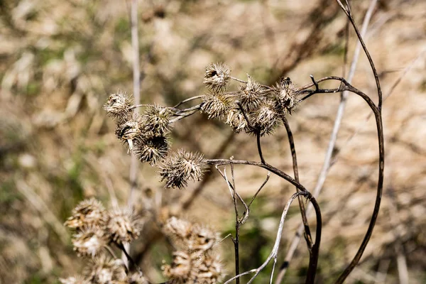 Prado soleado con flores y hierba verde —  Fotos de Stock