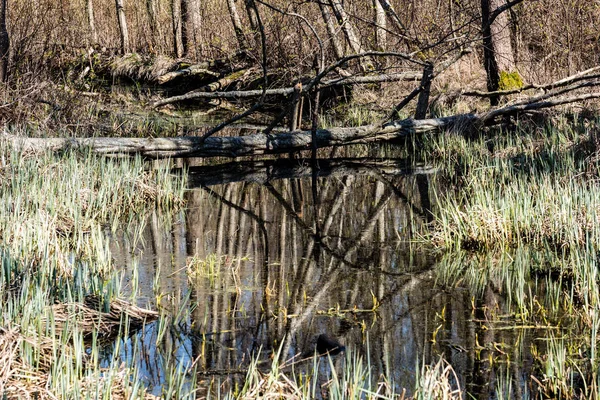 Natursköna våren färgade floden i landet — Stockfoto