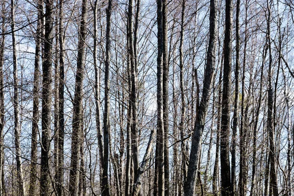 나무 숲-하늘에 대 한 잎의 크라운에 — 스톡 사진