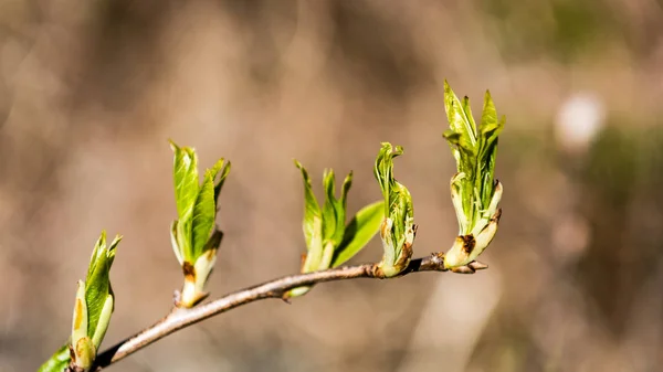 Jarní květy a listy na rozostření pozadí — Stock fotografie