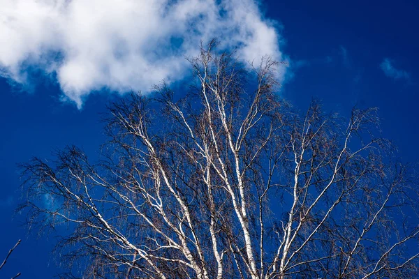 Bomen in het bos - de krans van bladeren tegen de hemel — Stockfoto