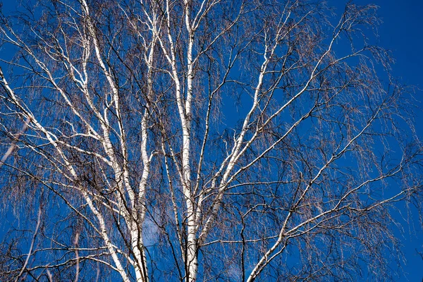 Дерева в лісі - корона листя на тлі неба — стокове фото