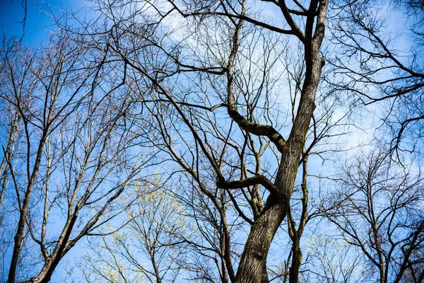 Alberi nella foresta - la corona di foglie contro il cielo — Foto Stock