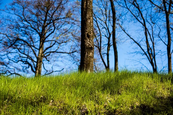 나무 숲-하늘에 대 한 잎의 크라운에 — 스톡 사진