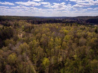 Drone görüntü. Ormanın havadan görünümü
