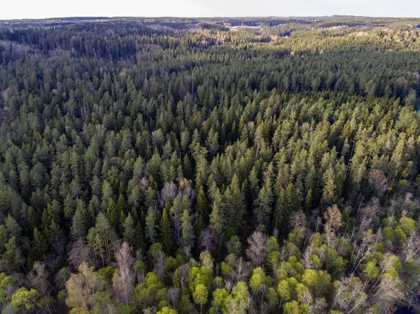 Imagen del dron. vista aérea del bosque —  Fotos de Stock