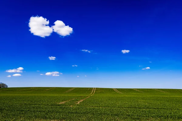 Piękne zielone pola pod błękitne niebo latem — Zdjęcie stockowe