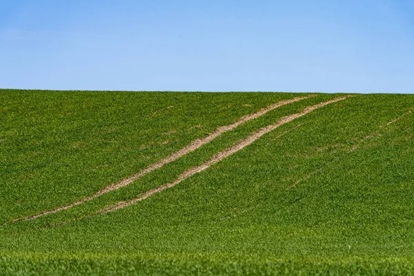 Belos campos verdes sob o céu azul no verão — Fotografia de Stock