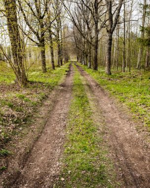 Çakıl köy yolunda