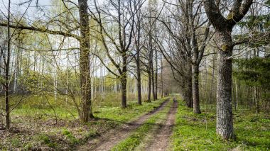 Çakıl köy yolunda