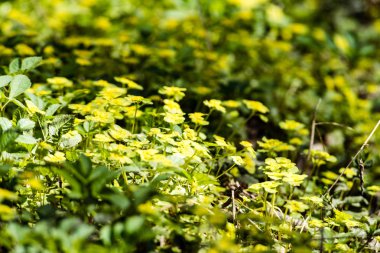 Yemyeşil bahar bitki örtüsü - canlı yeşil sp yatay görüntü