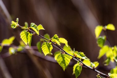 Yemyeşil bahar bitki örtüsü - canlı yeşil sp yatay görüntü