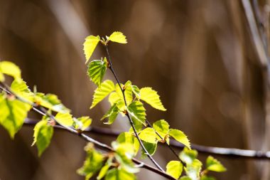 Yemyeşil bahar bitki örtüsü - canlı yeşil sp yatay görüntü